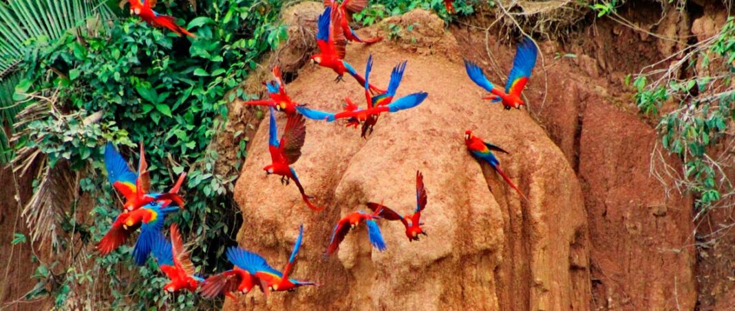 Avistamiento responsable: Colpas de guacamayos y mamíferos