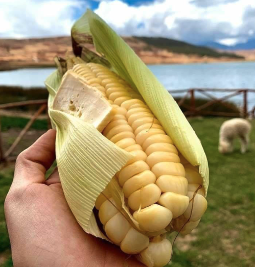 El choclo con queso y el chiri uchu: Tesoros culinarios del Cusco